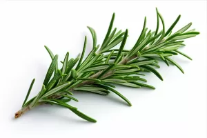 Read more about the article Rosemary Benefits for Hair